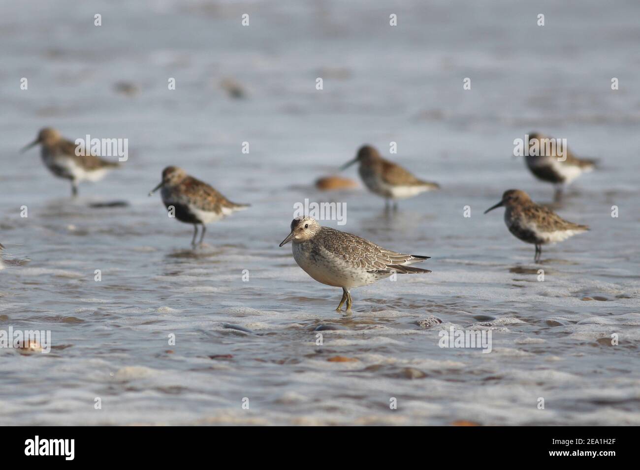 Habitat wading birds uk hires stock photography and images Alamy
