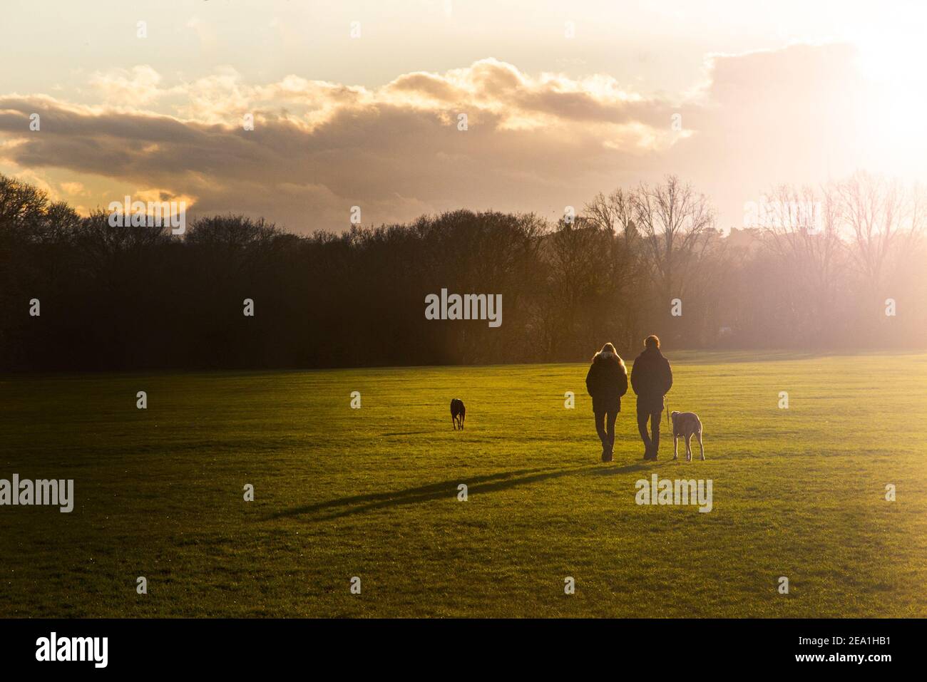 A couple walk their dogs as the sun goes down in a park Stock Photo