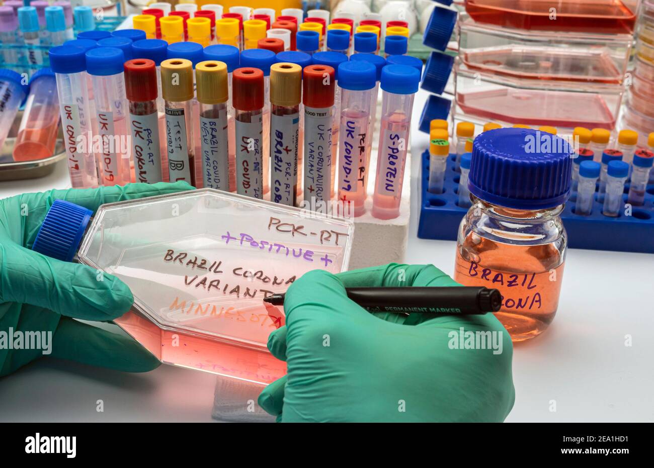 Scientist writes in a vial new variant of covid-19 virus from Brazil detected in Minnesota, concept image Stock Photo