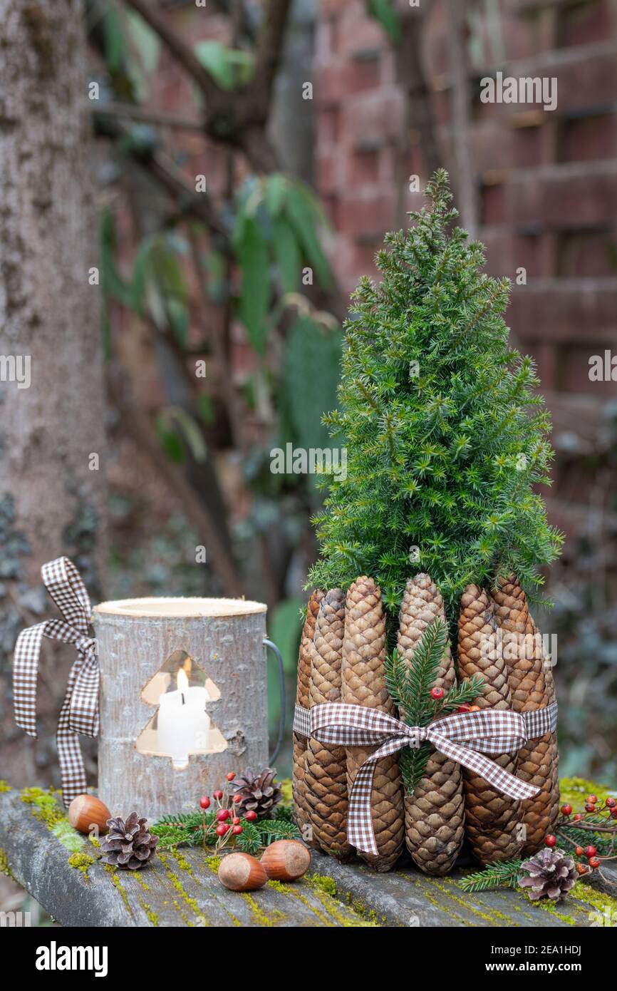 picea glauca decorated with fir cones as christmas garden decoration Stock Photo