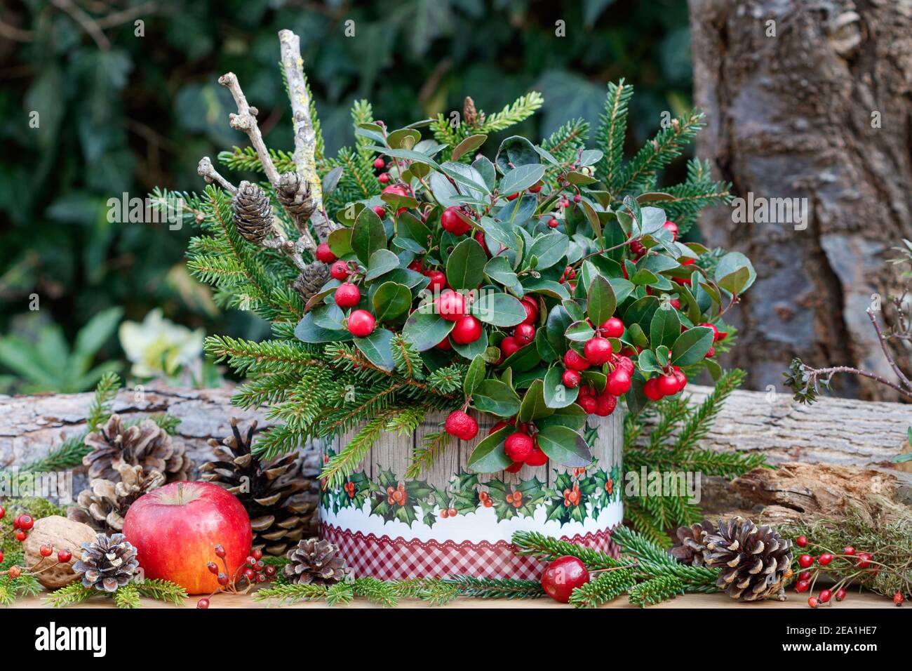 gaultheria procumbens and fir branches in biscuit box as christmas decoration Stock Photo