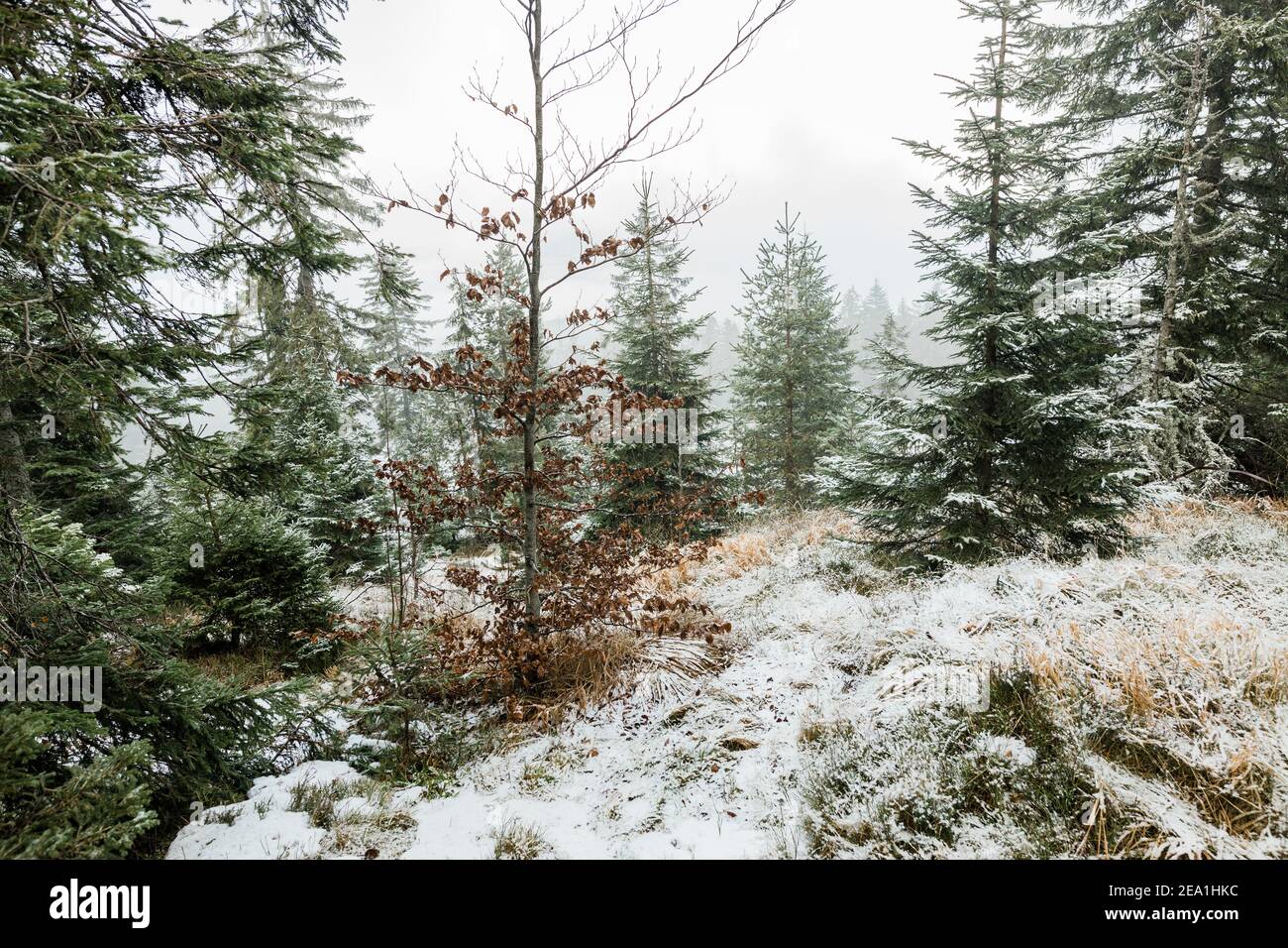 Fir trees in the mountains in winter time Stock Photo