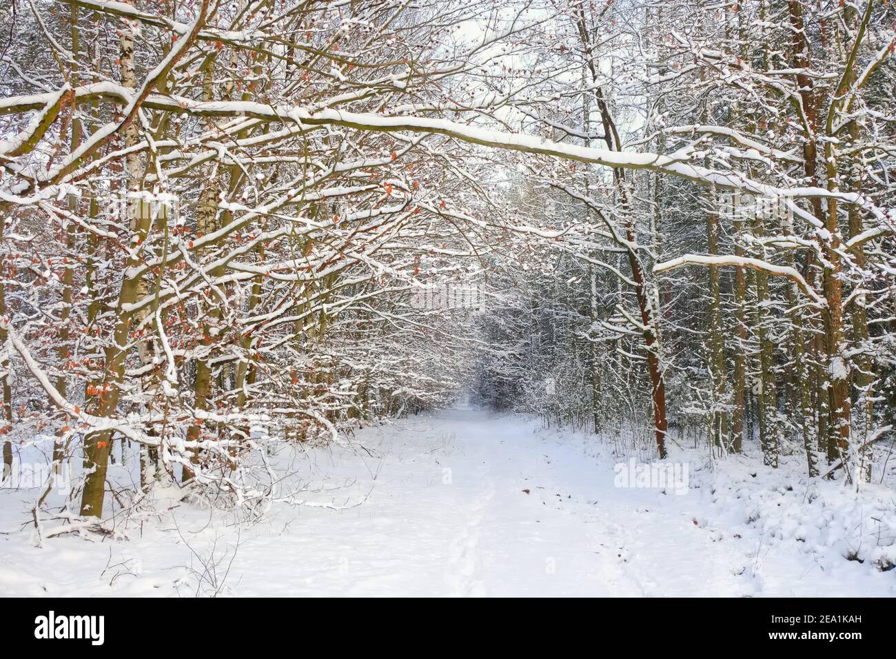 The road in the forest is covered with snow. Pine forest. Winter in ...