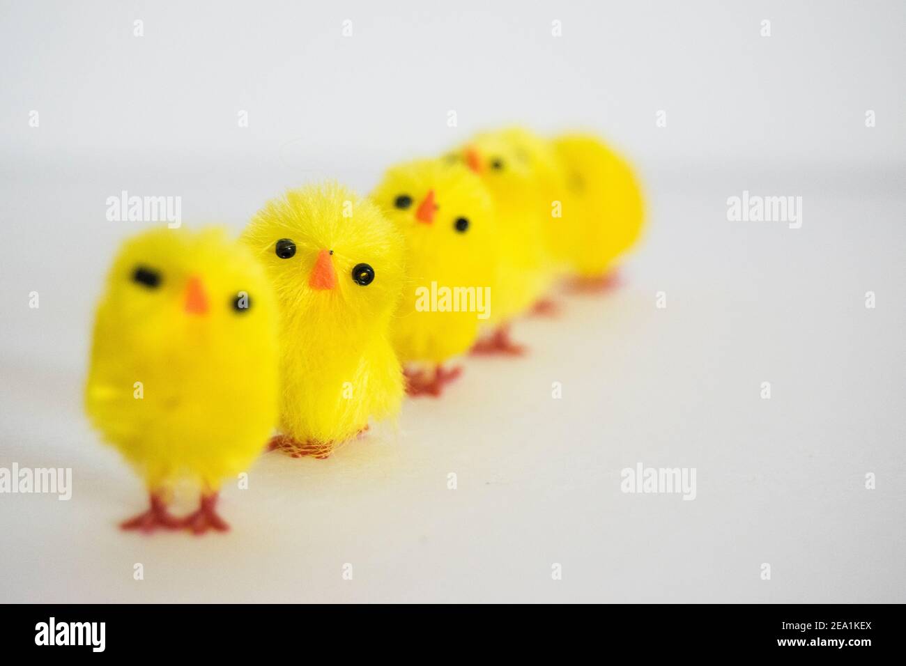 Fluffy Easter chickens Stock Photo