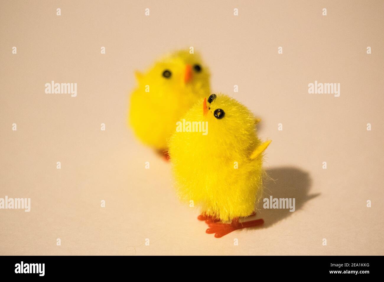 Fluffy Easter chickens Stock Photo