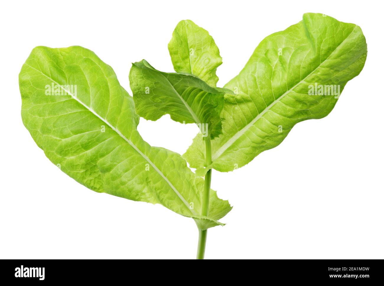 branch of lettuce green leaf salad isolated on white background with clipping path Stock Photo