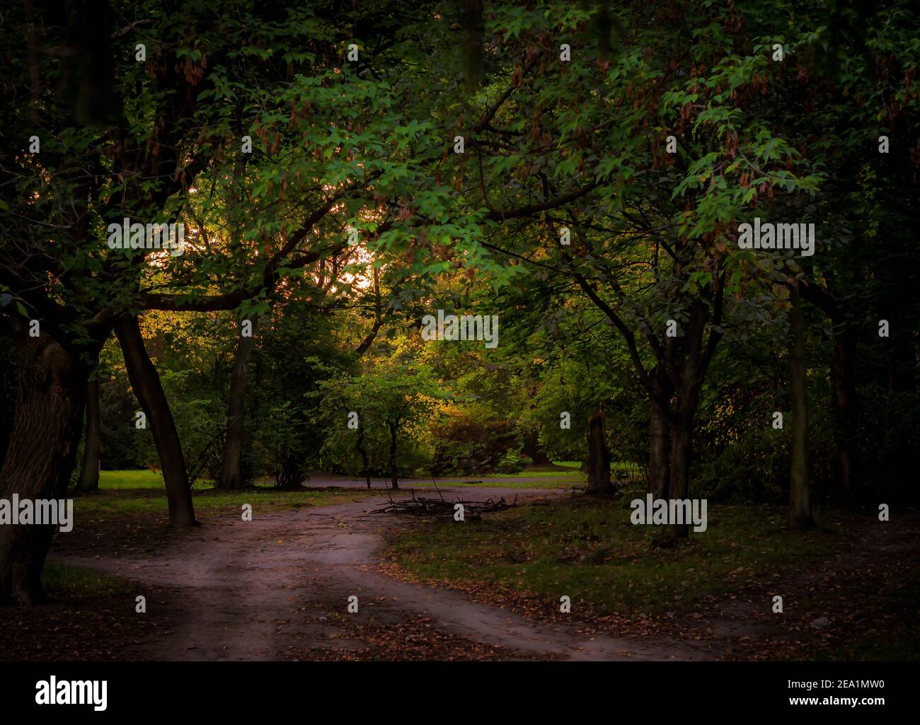 A path leading through the dark forest Stock Photo - Alamy