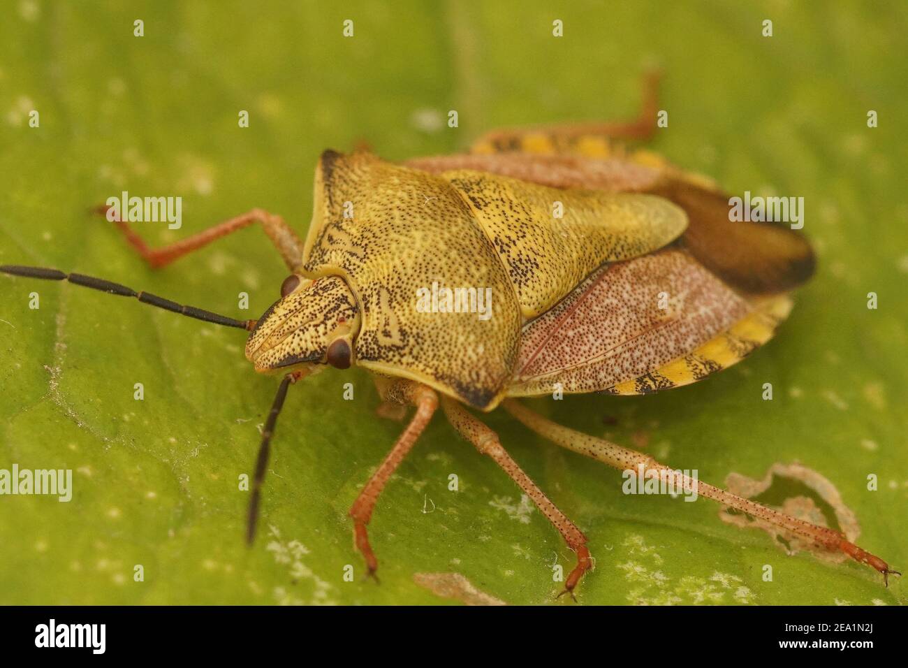 Close up of a colorful, uncommon shield bug , Carpocoris fuscipinus .  Stock Photo