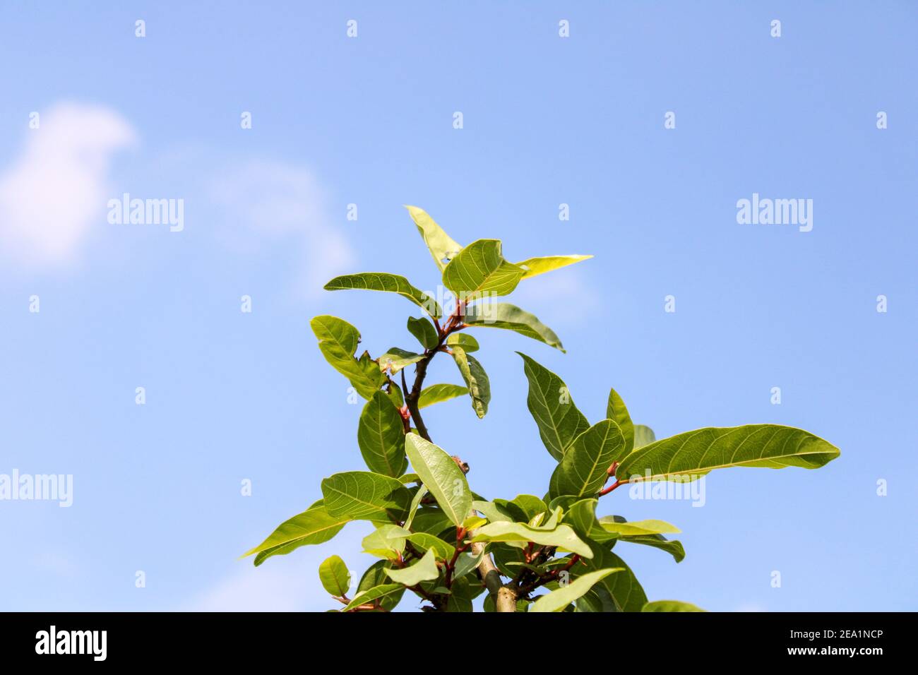 A tree branch with green leaves under the sunlight Stock Photo - Alamy