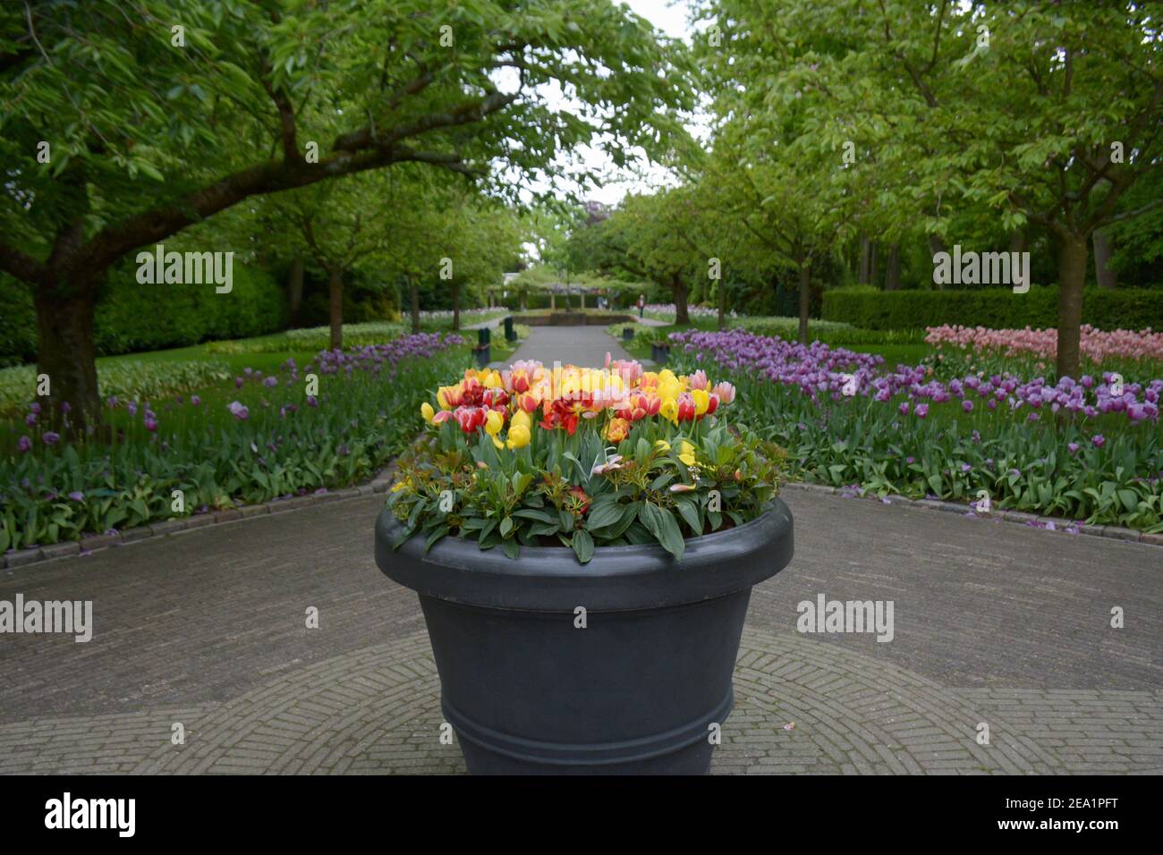 Colorful Tulips in a large pot at the Keukenhof Gardens, also known as the Garden of Europe. One of the largest flower gardens in the municipality of Stock Photo