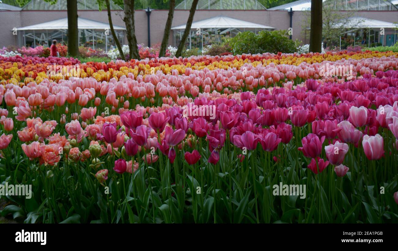 Colorful Tulips at the Keukenhof Gardens, also known as the Garden of Europe. One of the largest flower gardens in the municipality of Lisse in the Ne Stock Photo