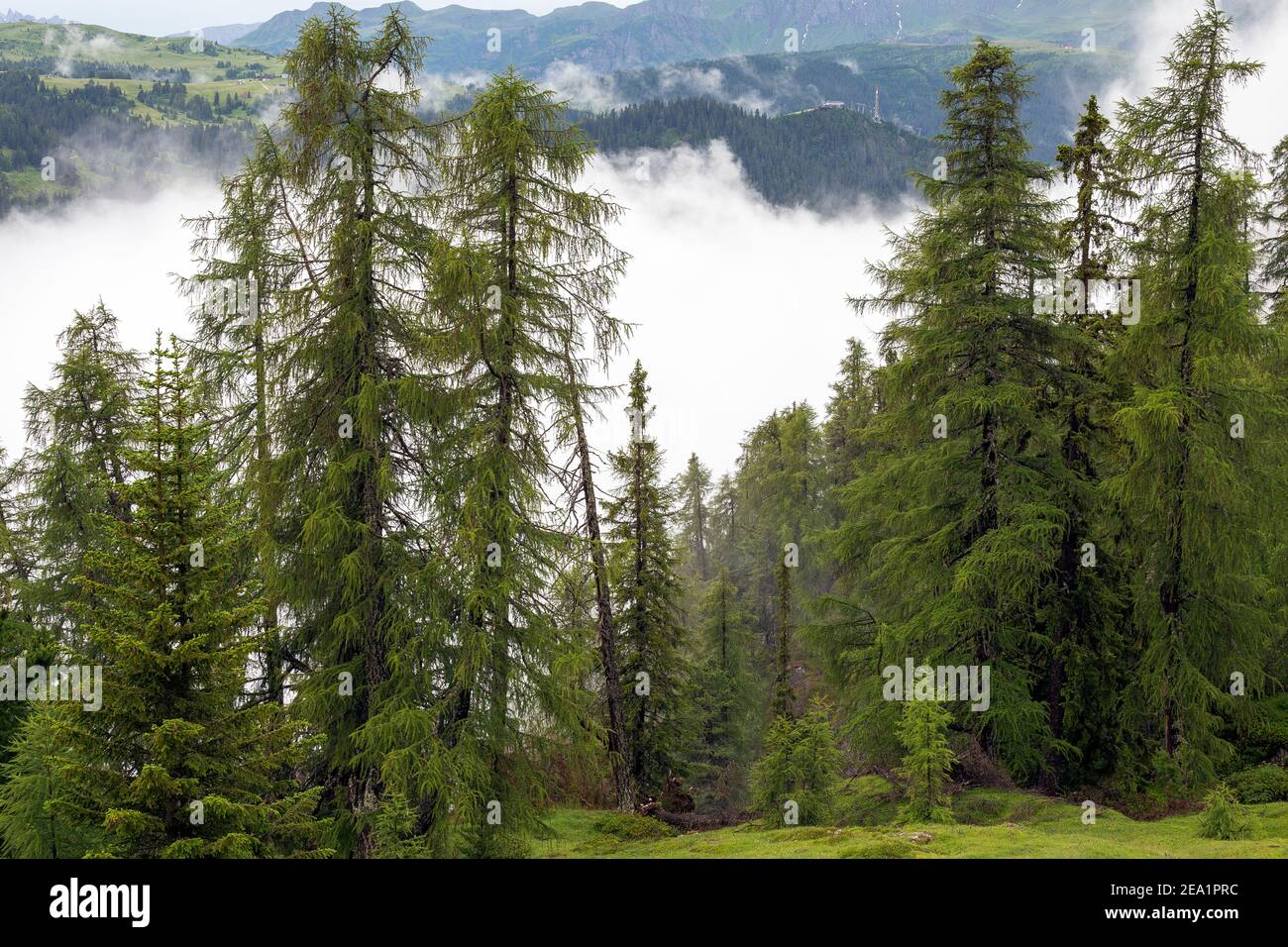 Larch forest (Larix decidua). Gardenaccia. Puez mountain group. Clouds and fog. The Dolomites. Italian Alps. Europe. Stock Photo