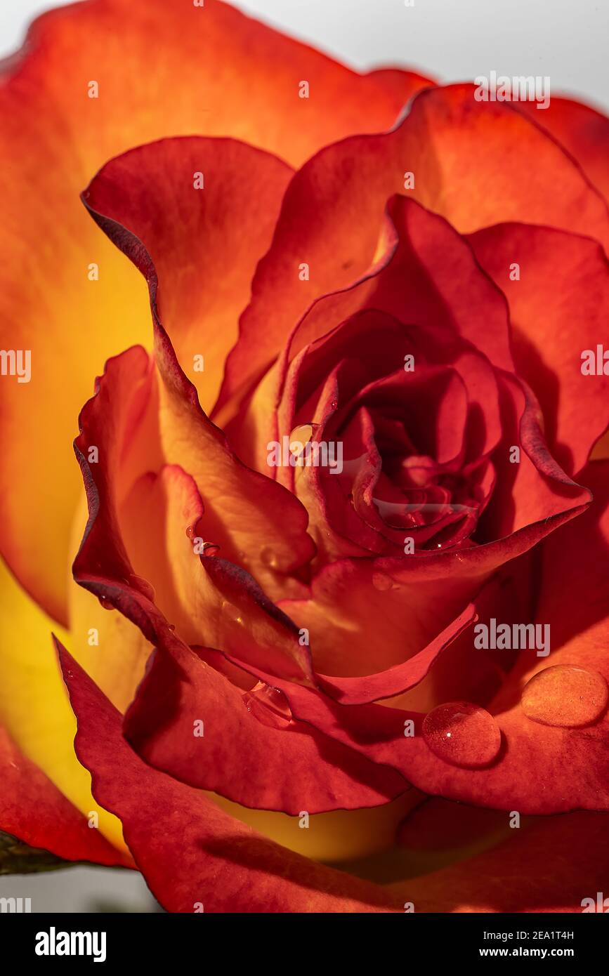 Rose im Morgenlicht Stock Photo