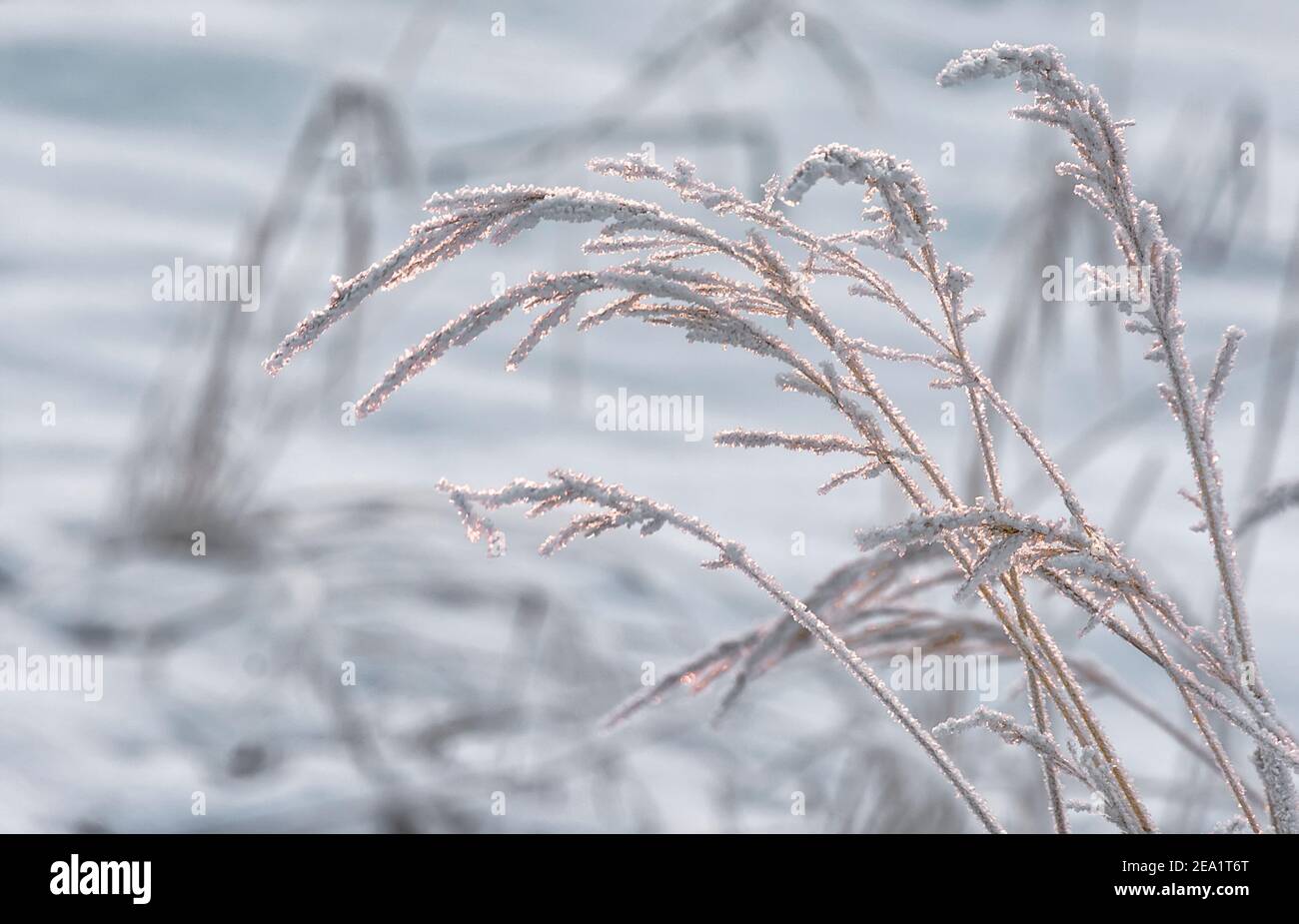 Background of dry blades of grass covered with hoarfrost in winter. Stock Photo