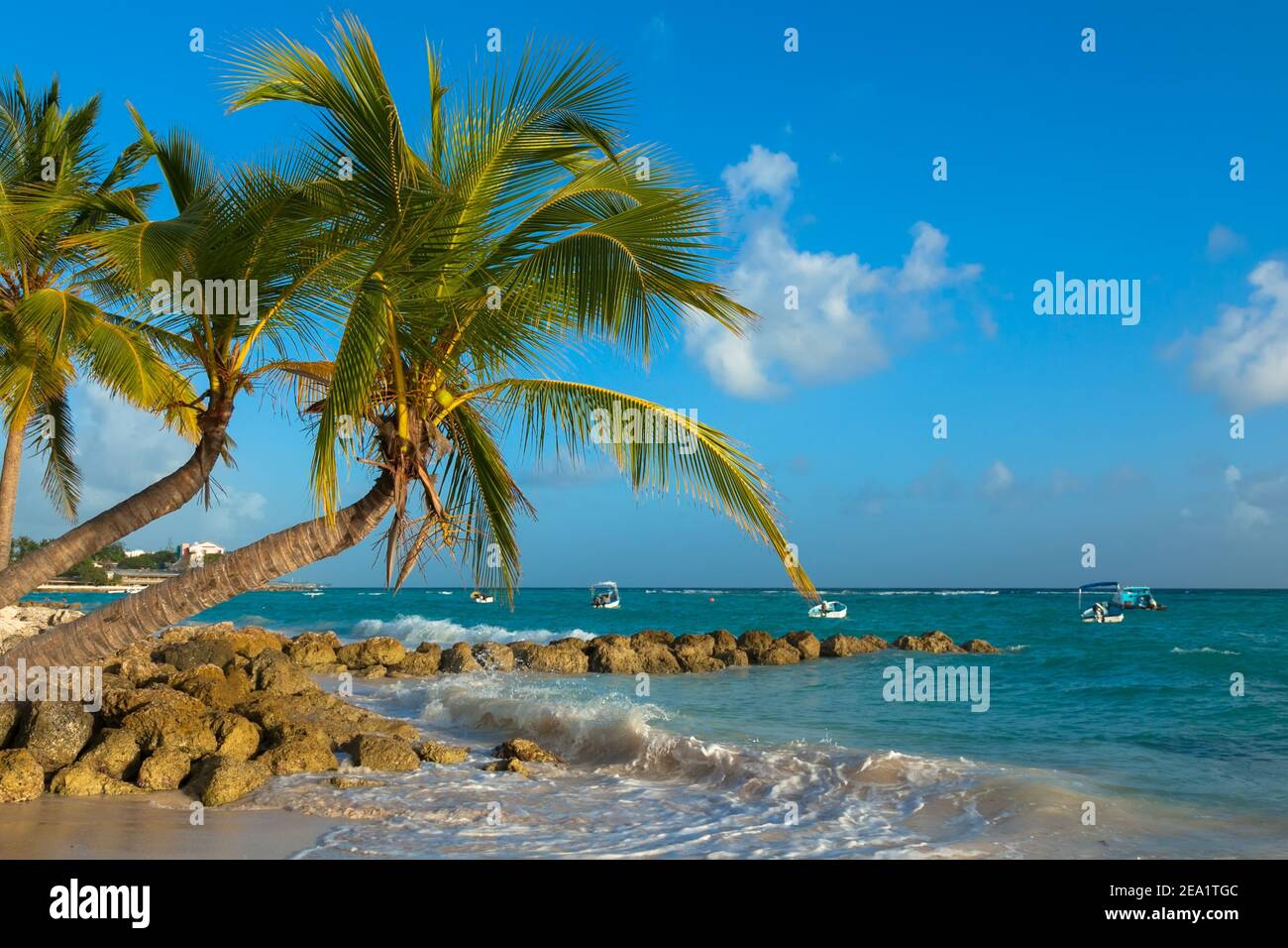Worthing beach in Barbados. Beach with palm trees on ocean. leaning palm over the ocean Stock Photo