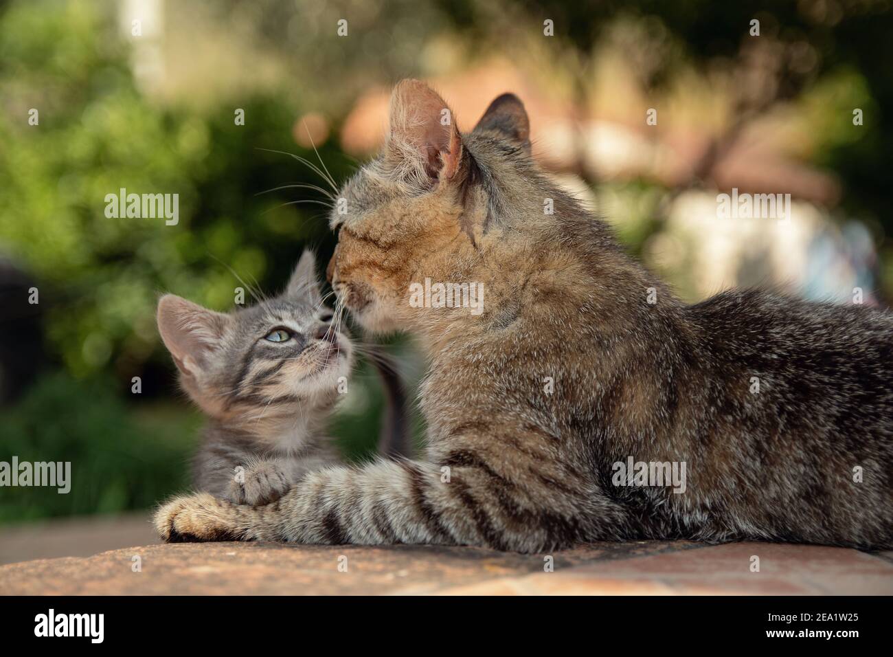 Mother cat shows affection to her small kitten Stock Photo