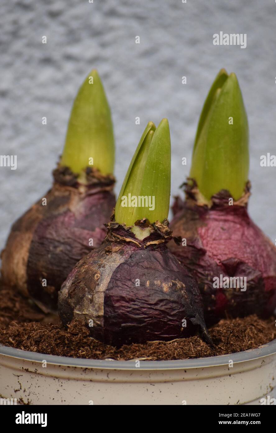 slightly sprouted red Flower bulbs in a Plant pot Stock Photo Alamy