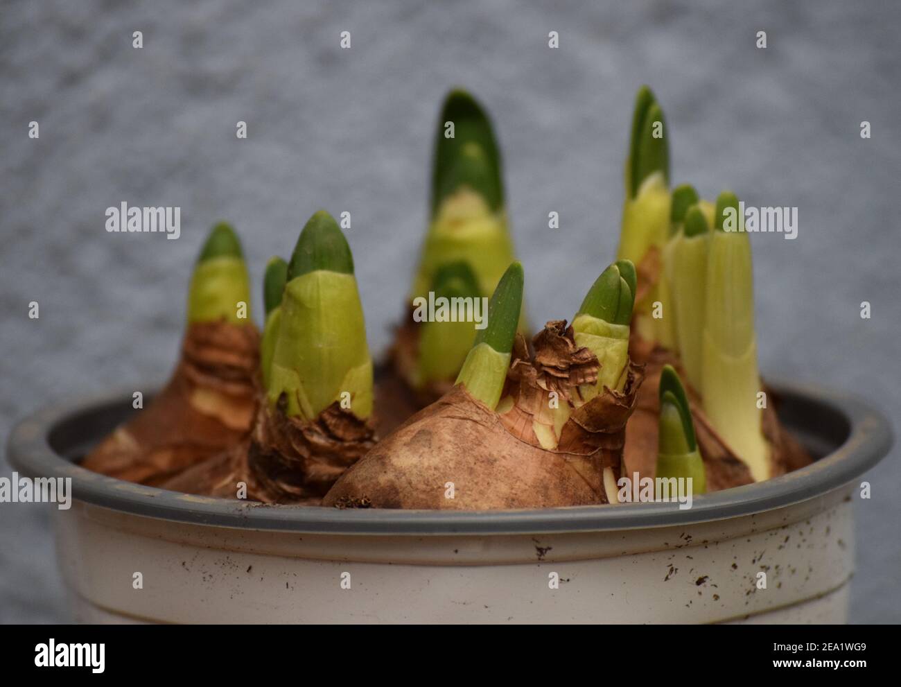 slightly sprouting Flower bulbs in a Plant pot Stock Photo Alamy