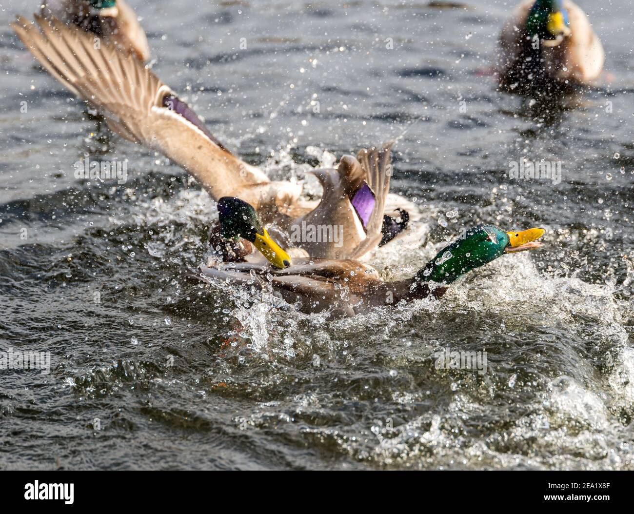 Extreme fight hires stock photography and images Alamy