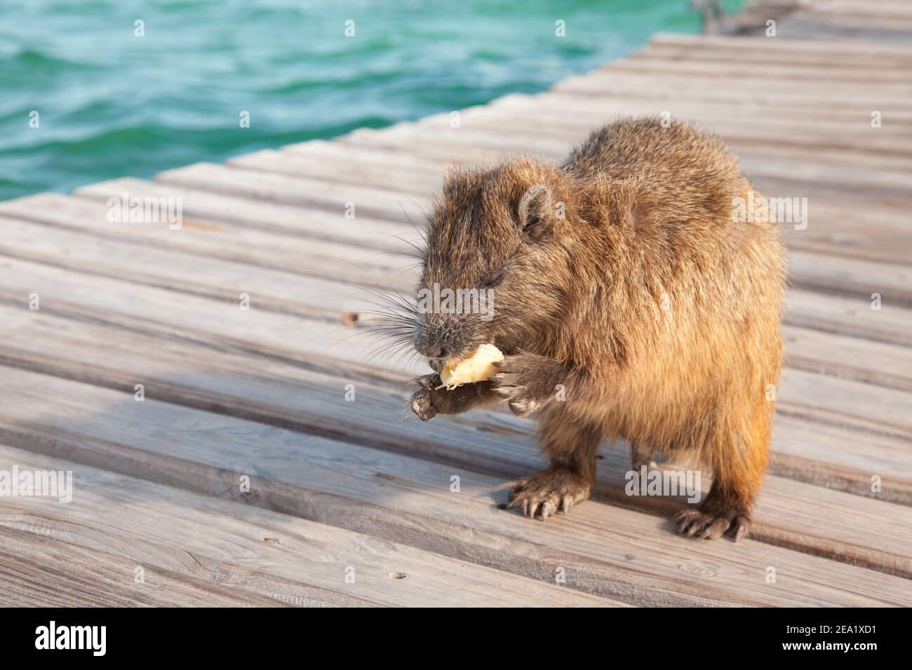 Giant hutias hi-res stock photography and images - Alamy
