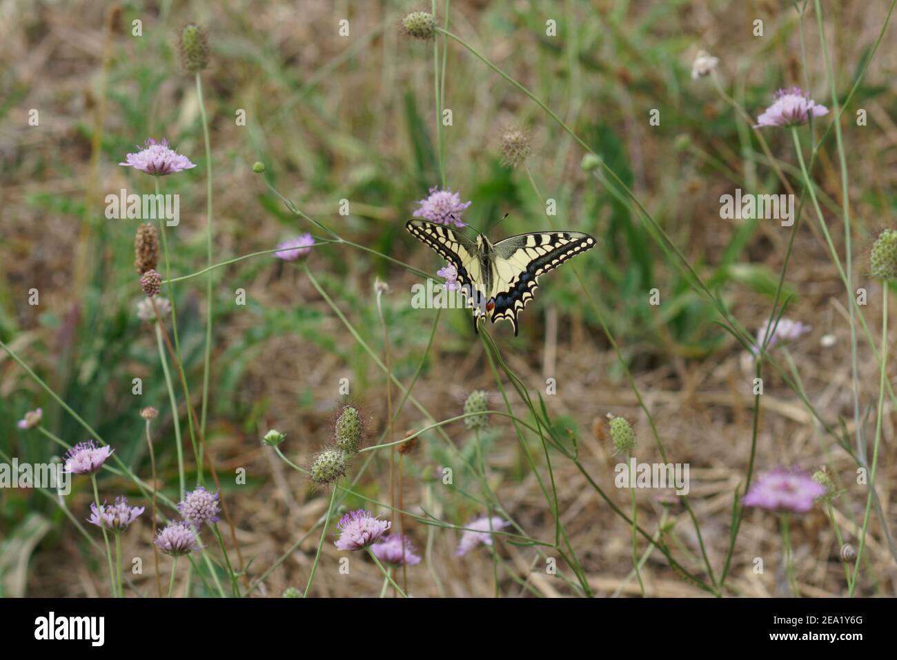 A European swallow tail, Papilio machaon on scabious flowers in the Gard, France Stock Photo