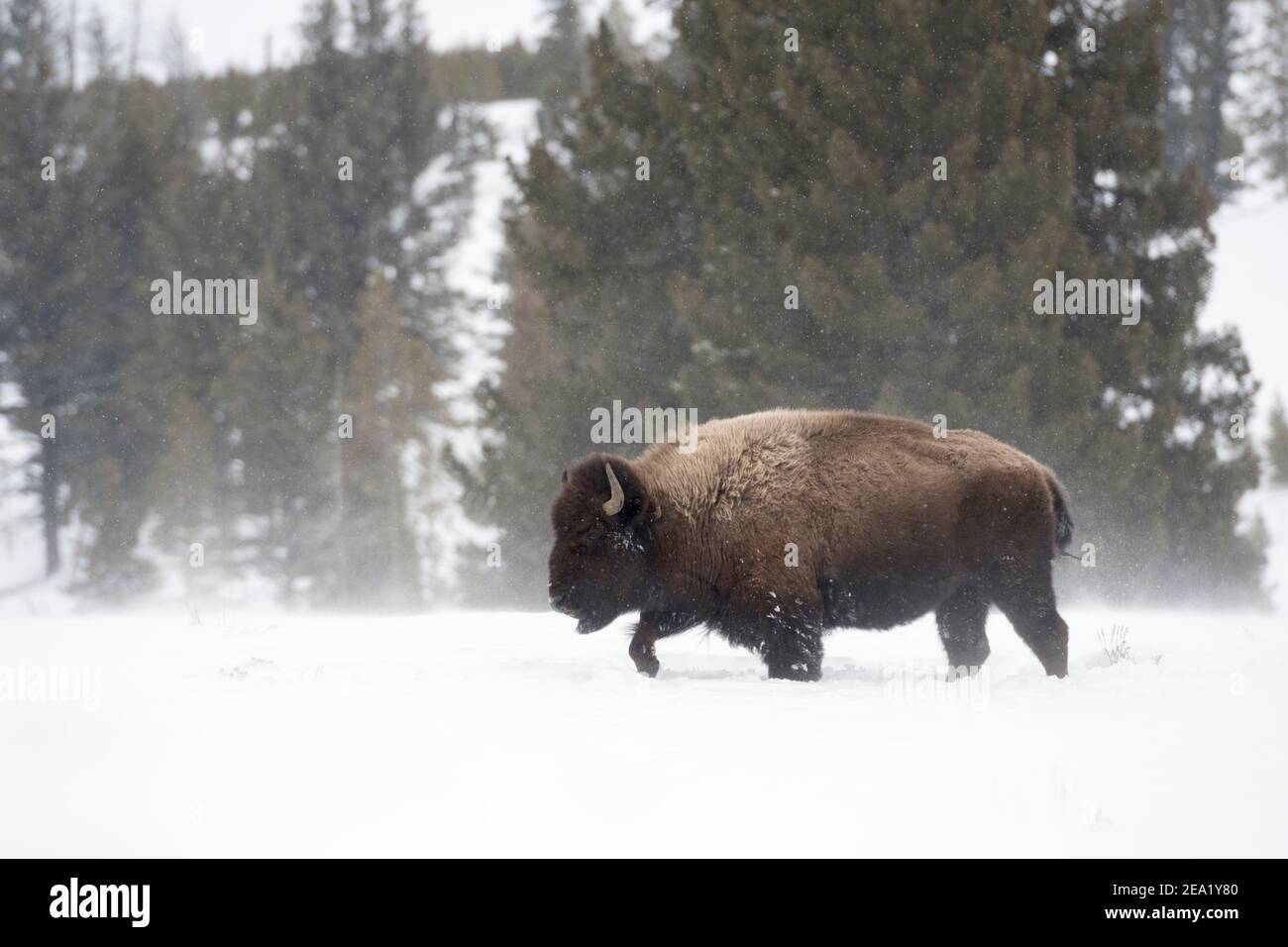 American Bison / Amerikanischer Bison ( Bison bison ) in winter, heavy bull, walking through deep snow, snowfall, harsh winter weather, Yellowstone NP Stock Photo
