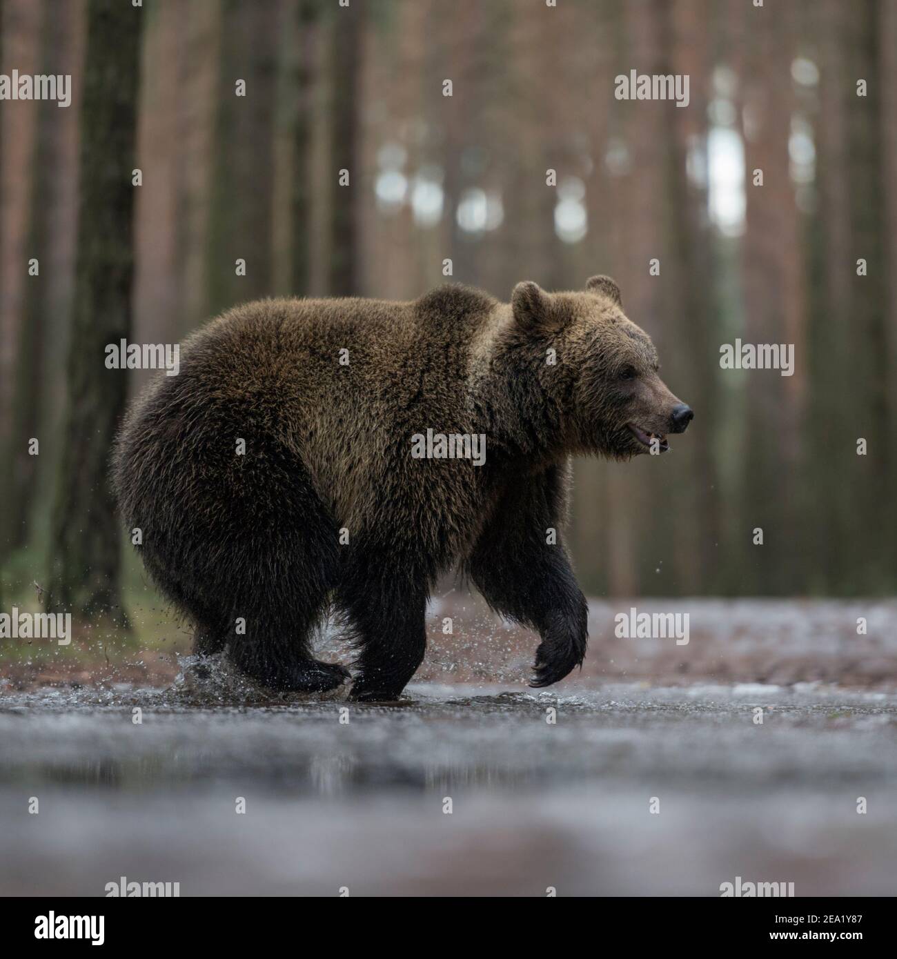 Eurasian Brown Bear / Europaeischer Braunbaer ( Ursus arctos ) on its way through a frozen puddle, crossing a forest road, in winter, looks funny, Eur Stock Photo