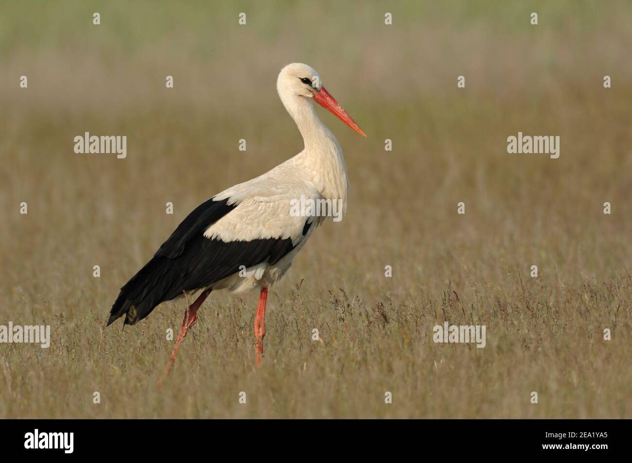 White Stork ( Ciconia ciconia ) walking through an extensive meadow, long, high grass, meadow, wildlife, Europe. Stock Photo