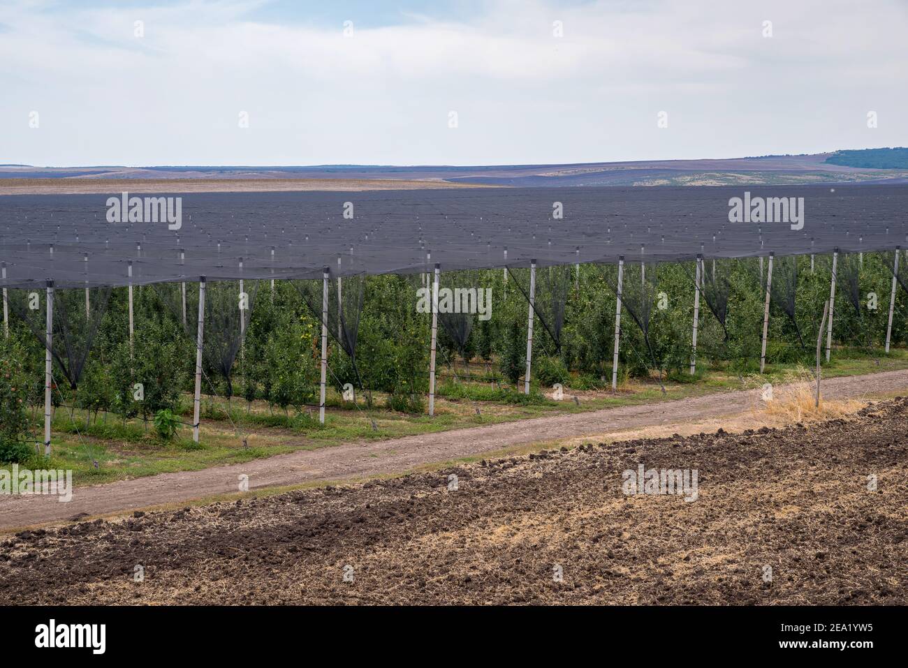 Apple plantation fruit production. Stock Photo
