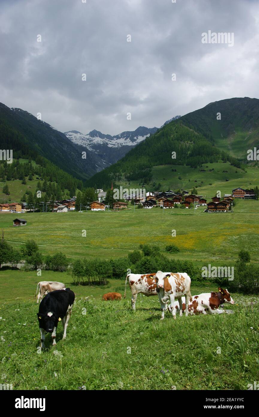 Cows grazing in high Alpine lush green meadows. Stock Photo
