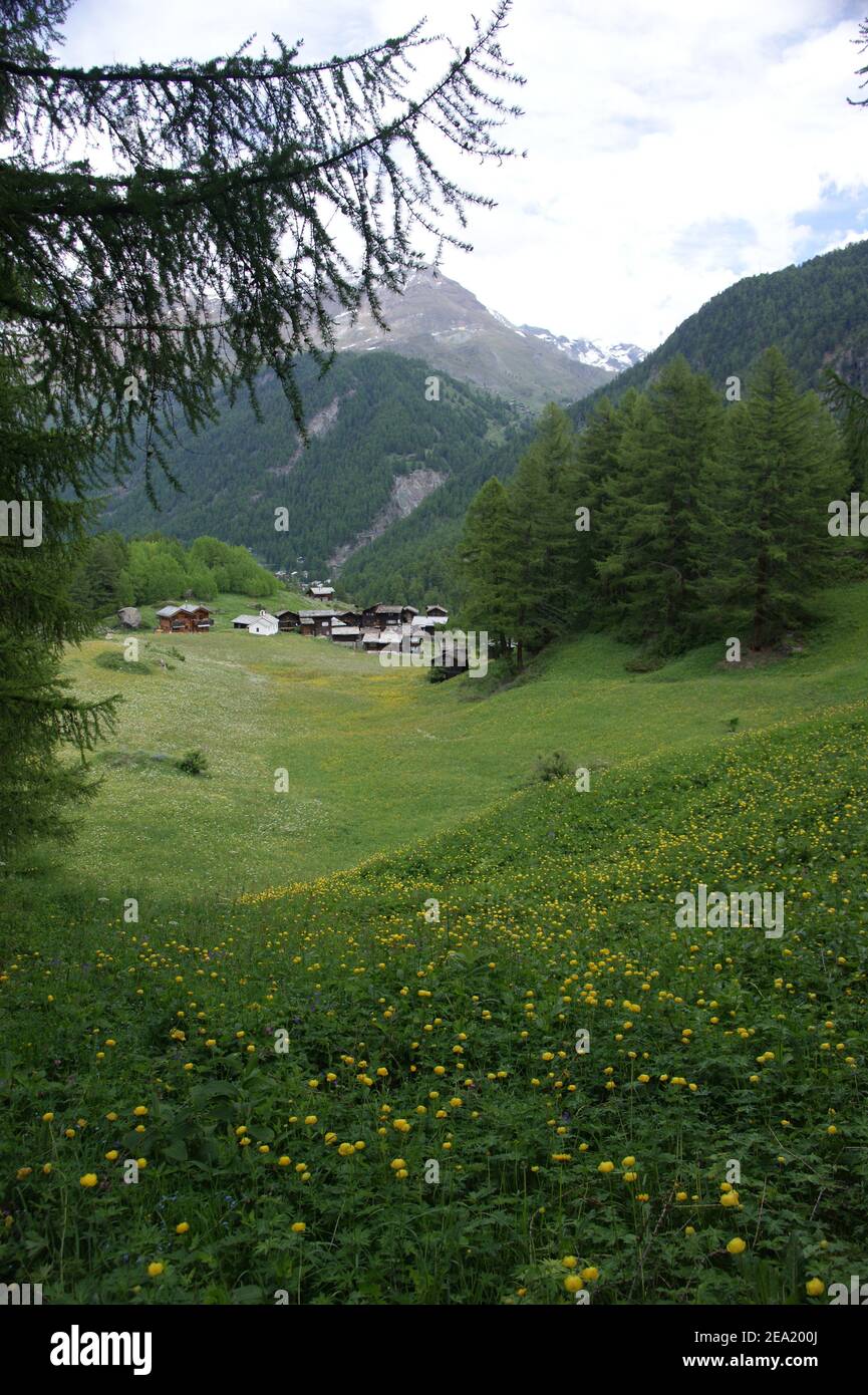 Wildflower meadows leading down to a hamlet at the head of a Valais valley near Zermatt. Stock Photo