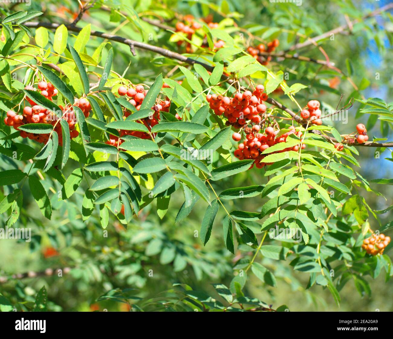 ashberry at dry sunny summer day Stock Photo - Alamy
