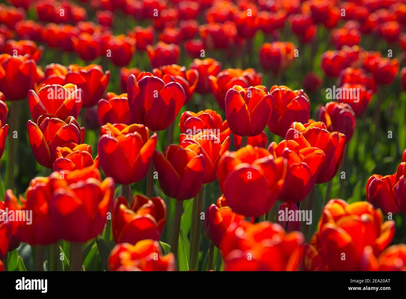 spring blooming fields of red tulips in Europe Stock Photo - Alamy