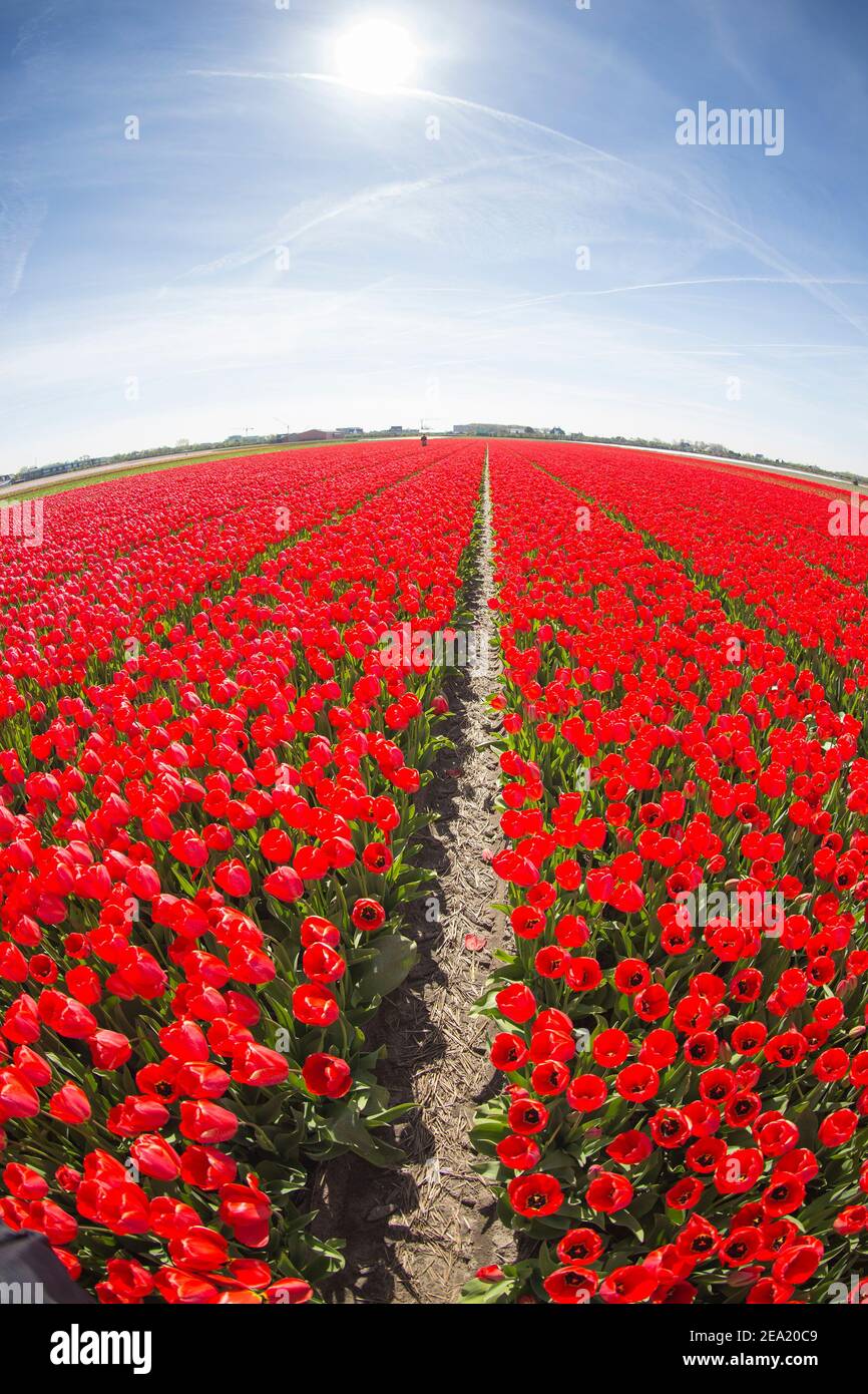spring blooming fields of red tulips in Europe Stock Photo - Alamy