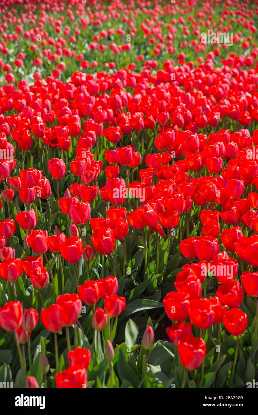 spring blooming fields of red tulips in Europe Stock Photo - Alamy
