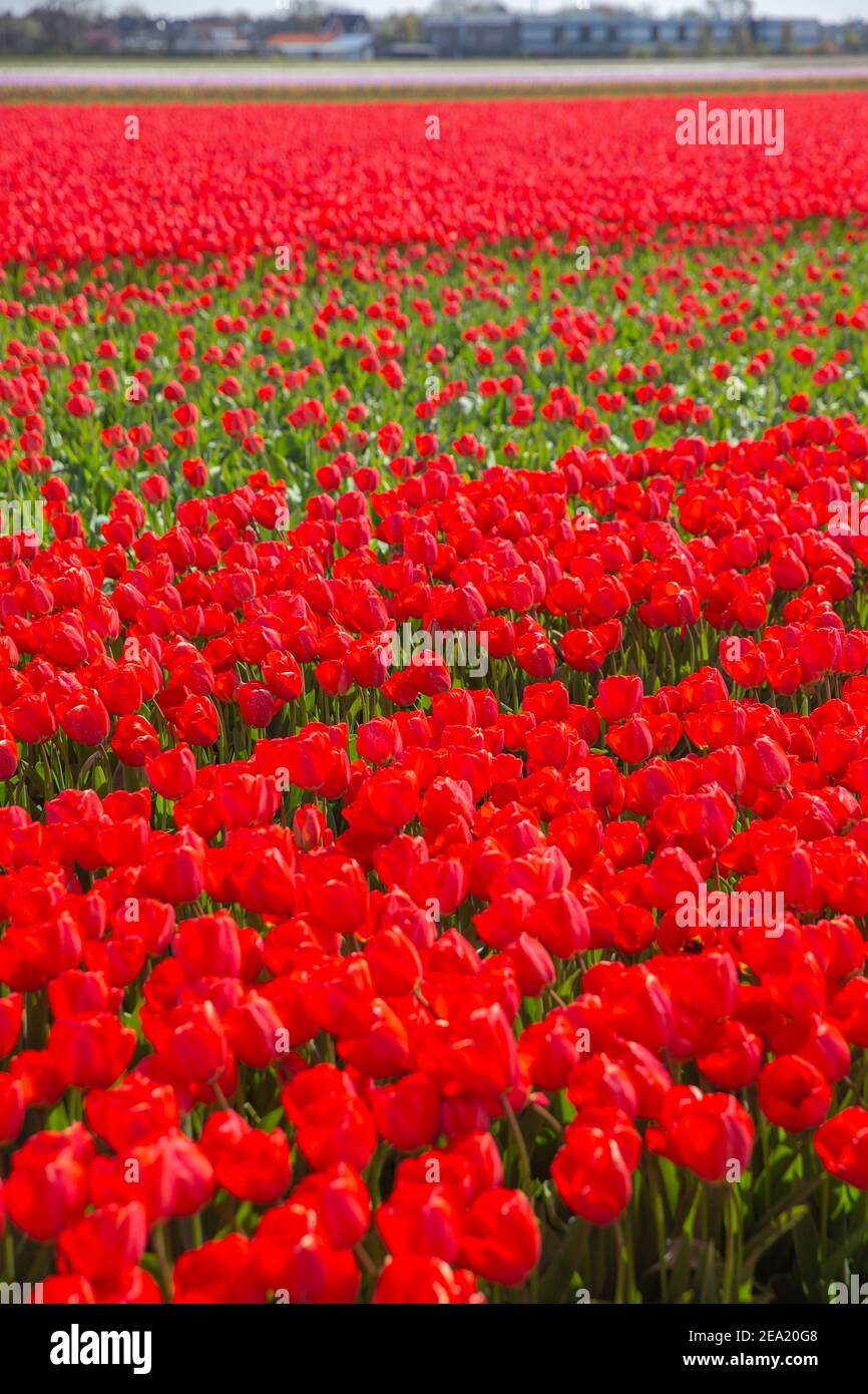 spring blooming fields of red tulips in Europe Stock Photo - Alamy
