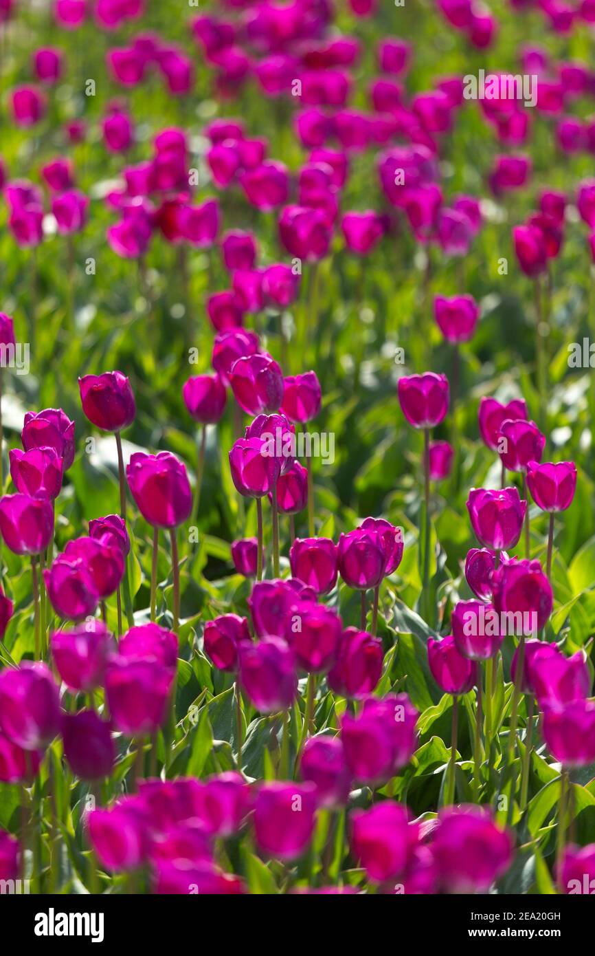 in spring fields of purple tulips bloom in Europe. Stock Photo