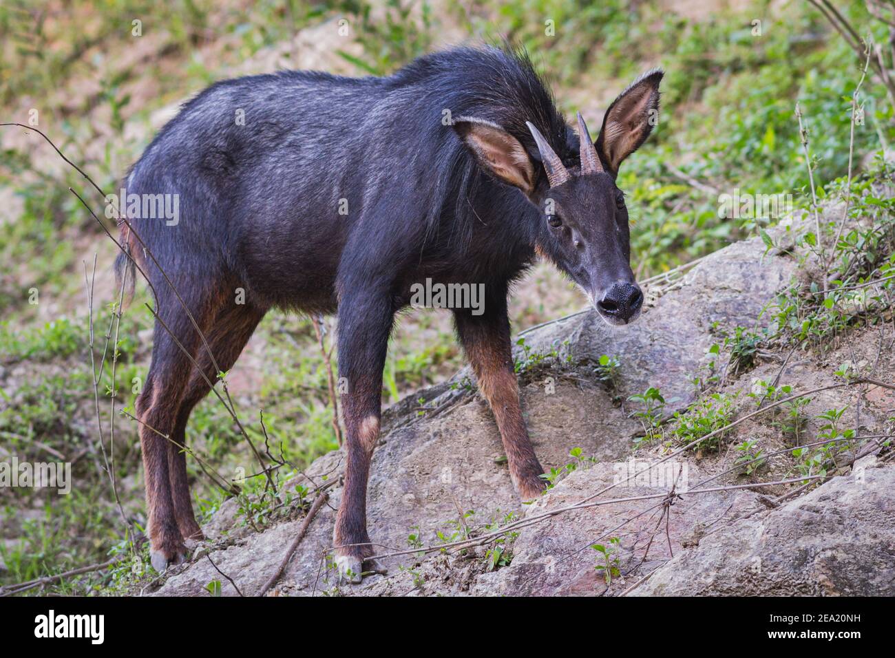 Mainland serow, a goat-like mammal of genus Capricornis. Stock Photo