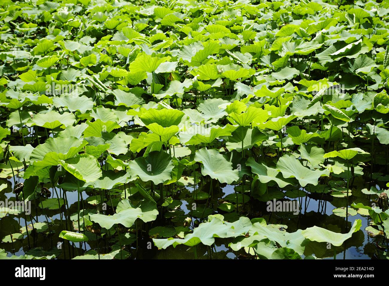 A closeup of aquatic lotus leaves in a pond during daylight Stock Photo