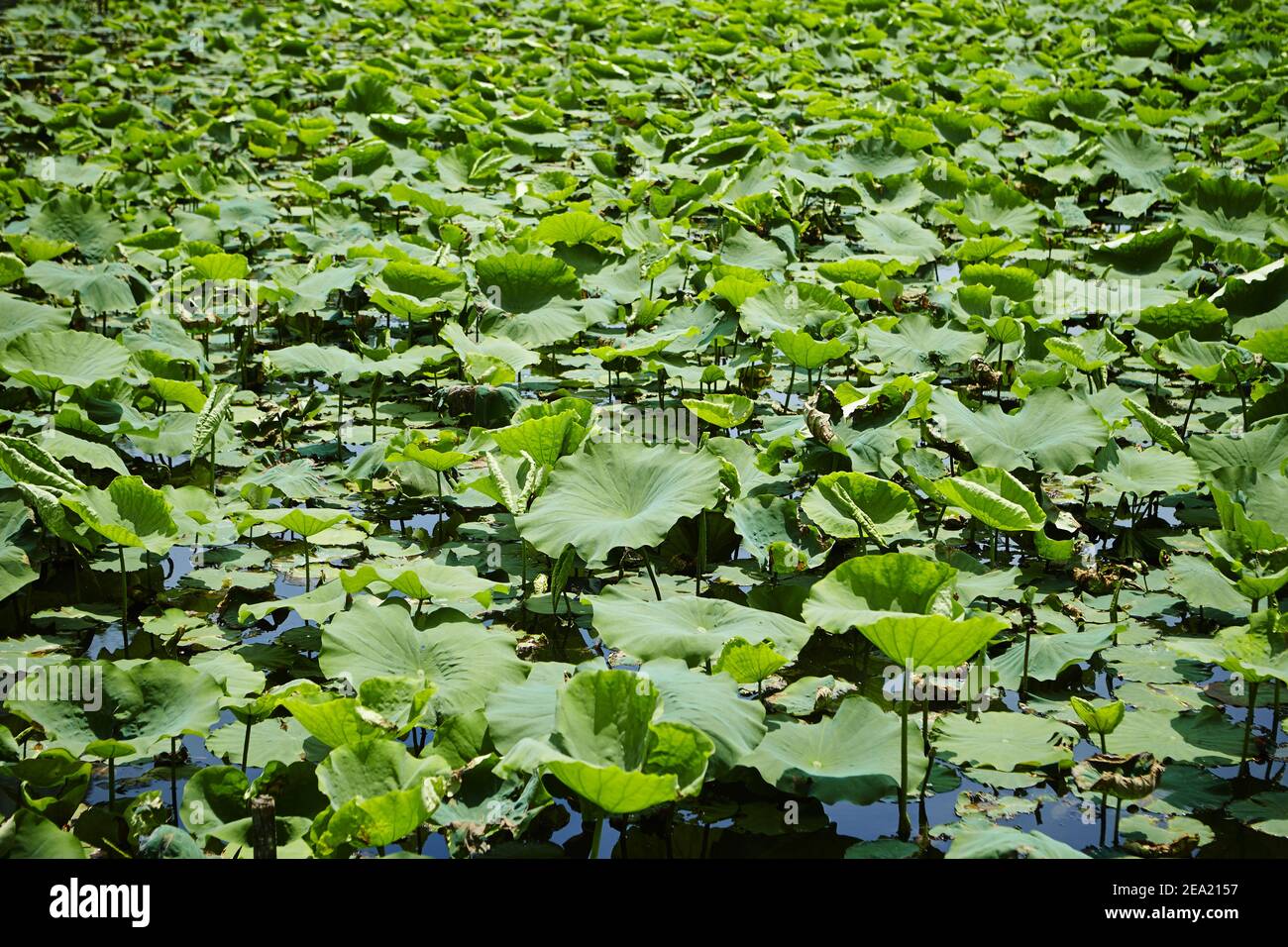 A closeup of aquatic lotus leaves in a pond during daylight Stock Photo