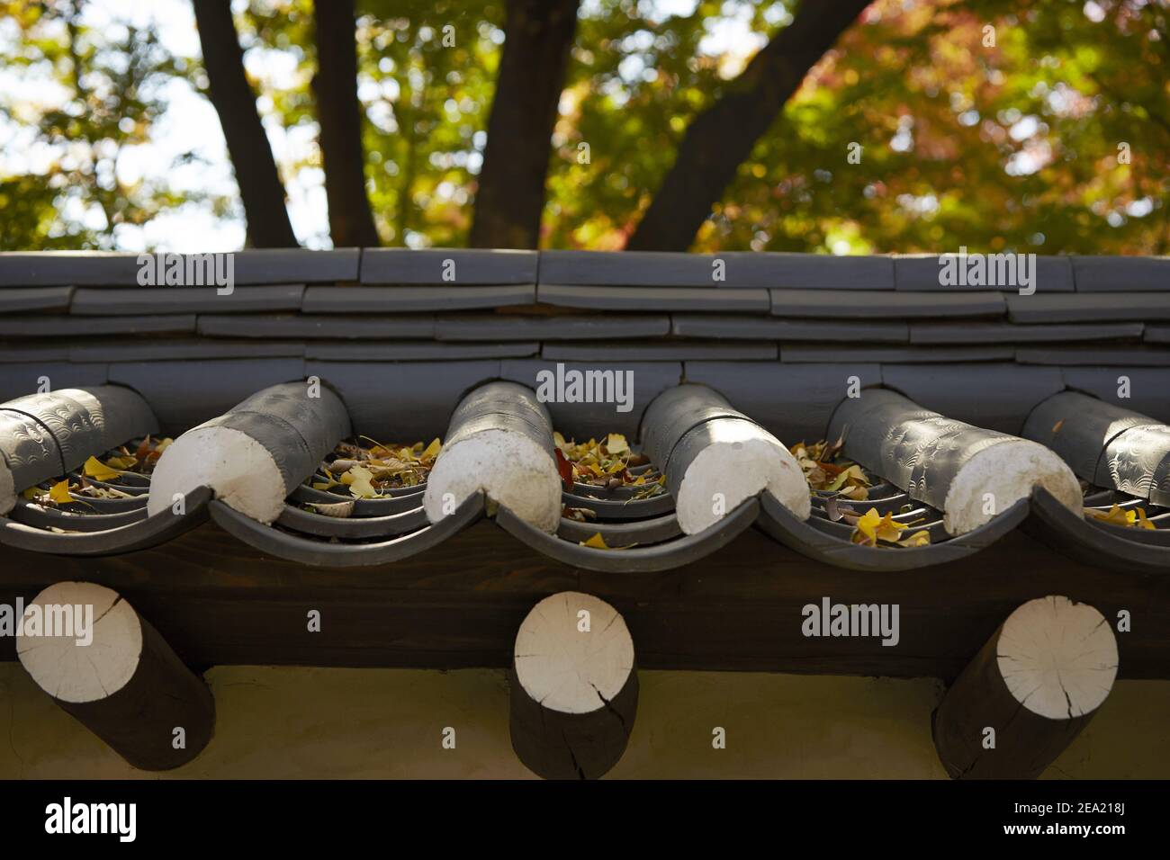 A closeup of a Korean traditional roof covered in autumn leaves during ...