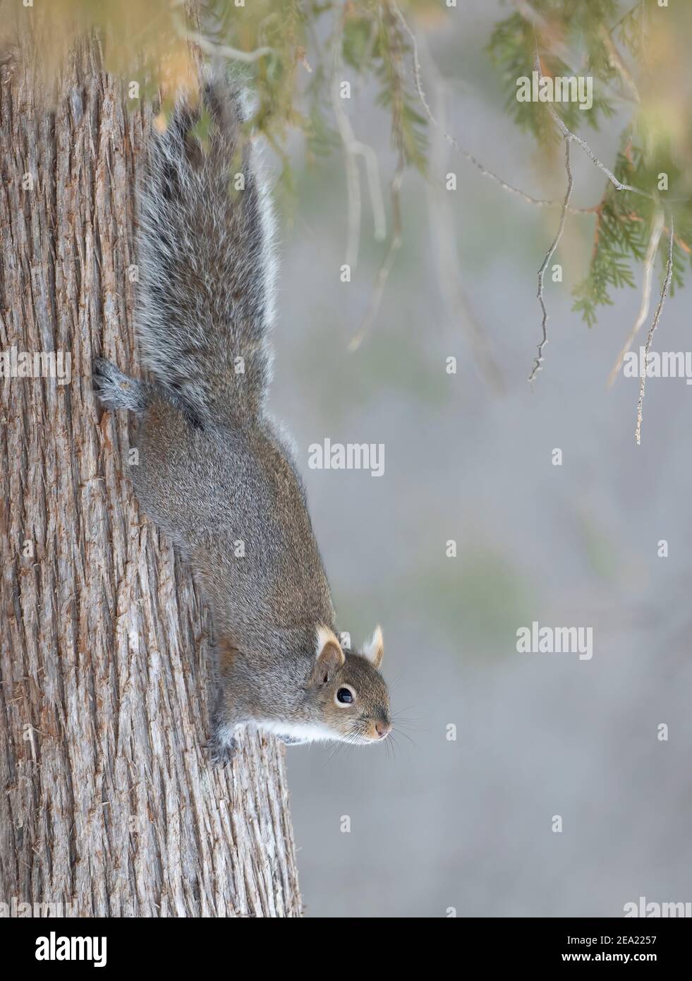 Grey squirrel white background hires stock photography and images Alamy