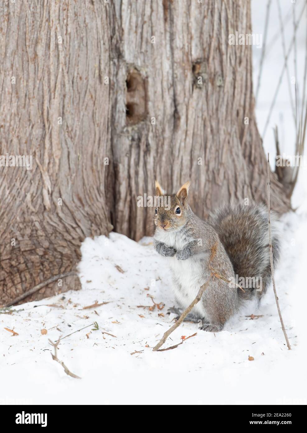 Grey squirrel with white ears sitting in front of a cedar tree near the