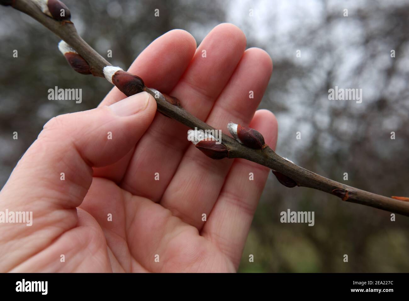 Spring. A hand holding a willow branch Stock Photo