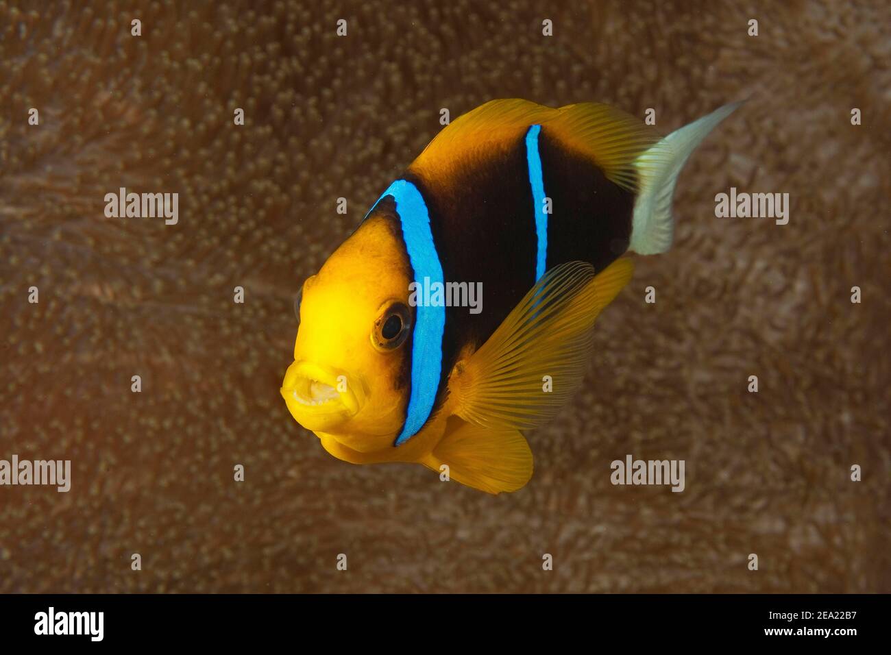 Orange-fin clownfish (Amphiprion chrysopterus), Pacific Ocean Stock Photo