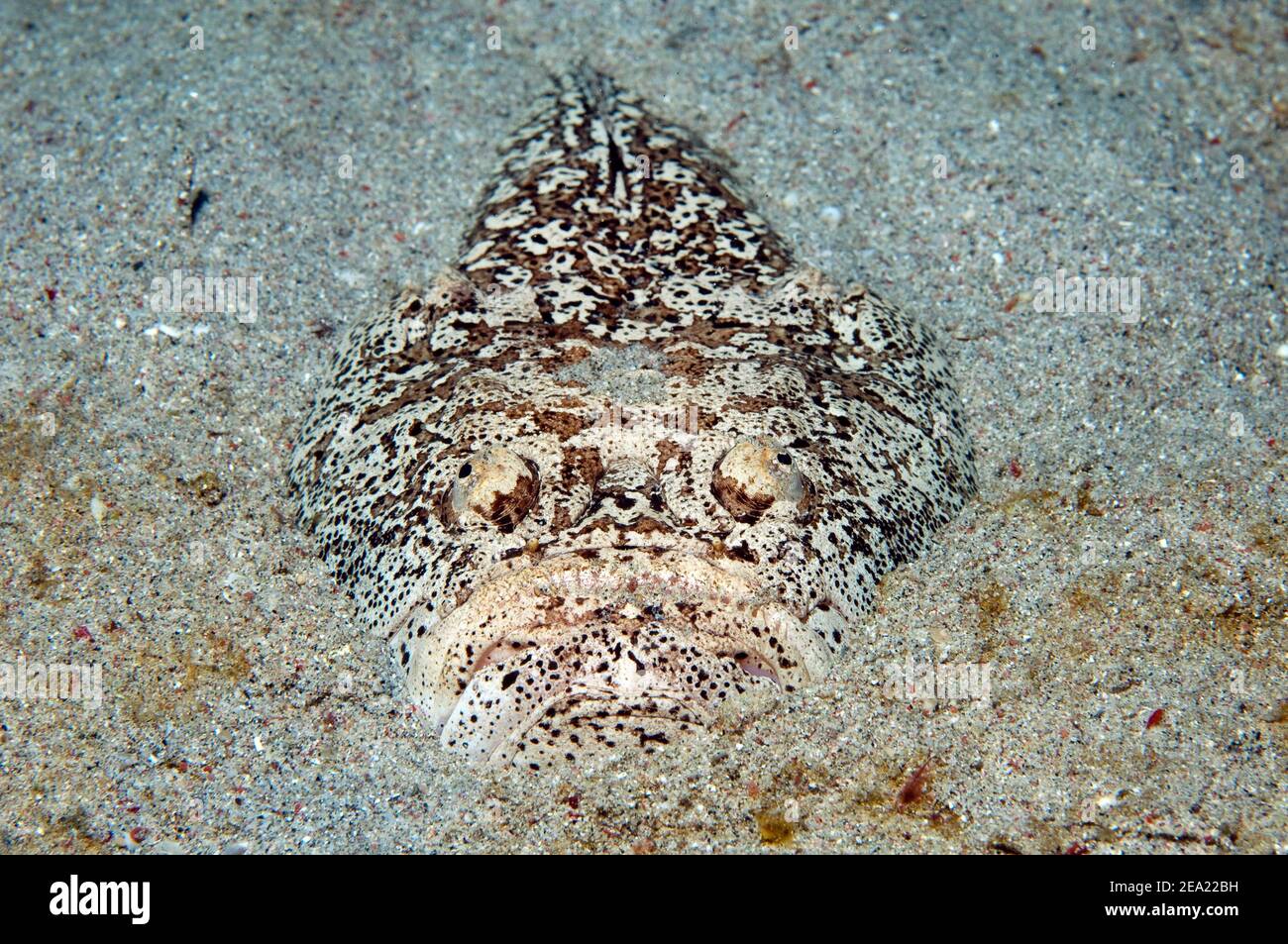 Marbled skygazer (Uranoscopus scaber) lurking in the seafloor for prey, Indo-Pacific, Philippines Stock Photo