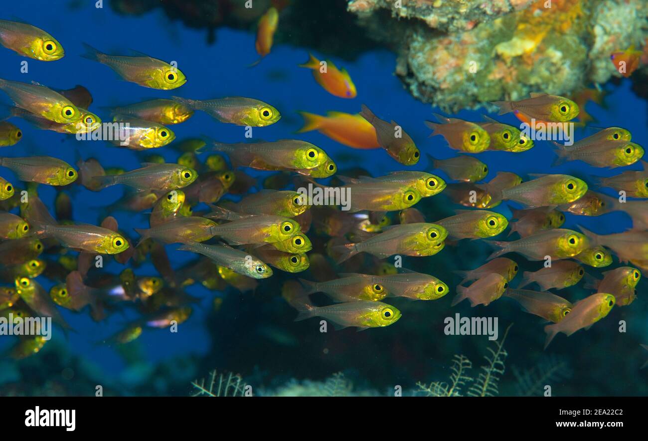 Shoal of Golden Glassfish (Parapriacanthus IndoPacific