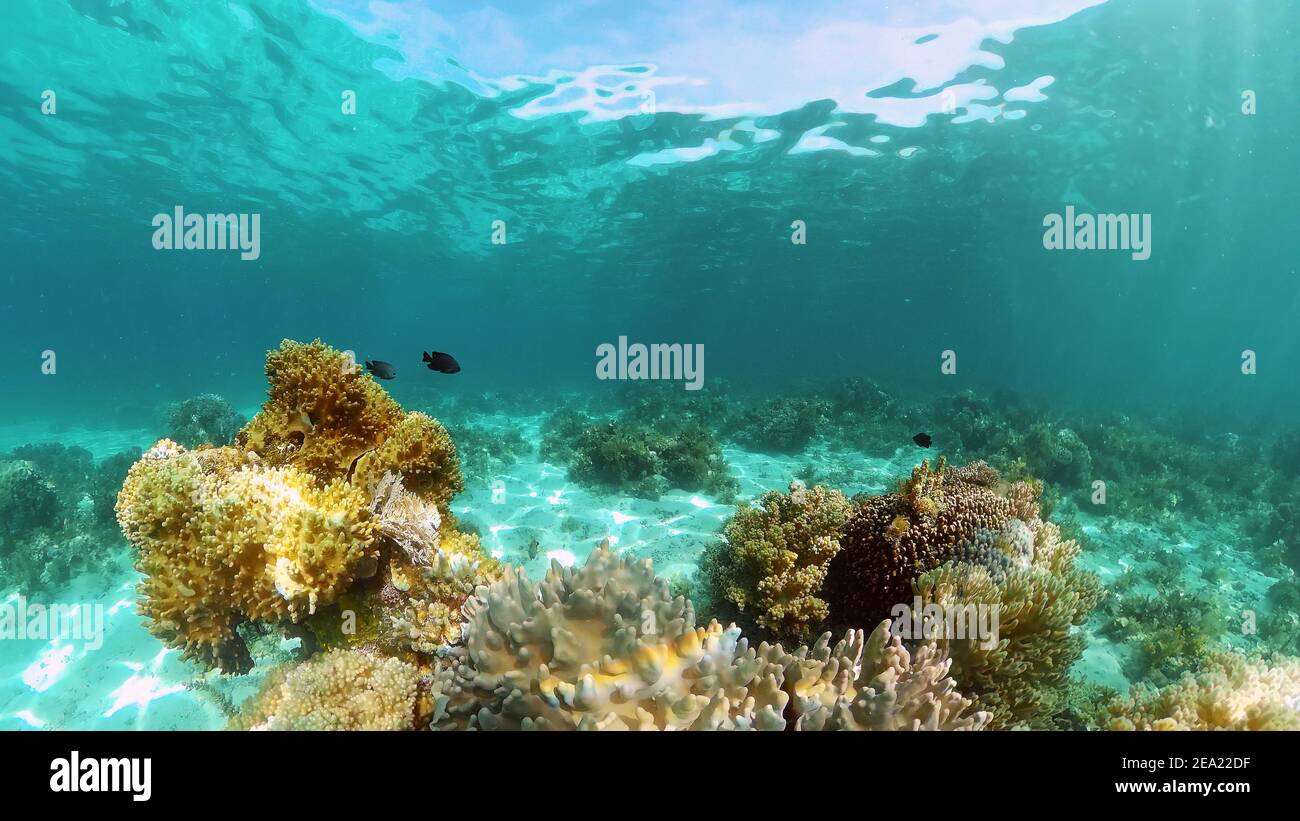 World Reef Fish Coral reef and tropical fishes. The underwater world of the Philippines ...
