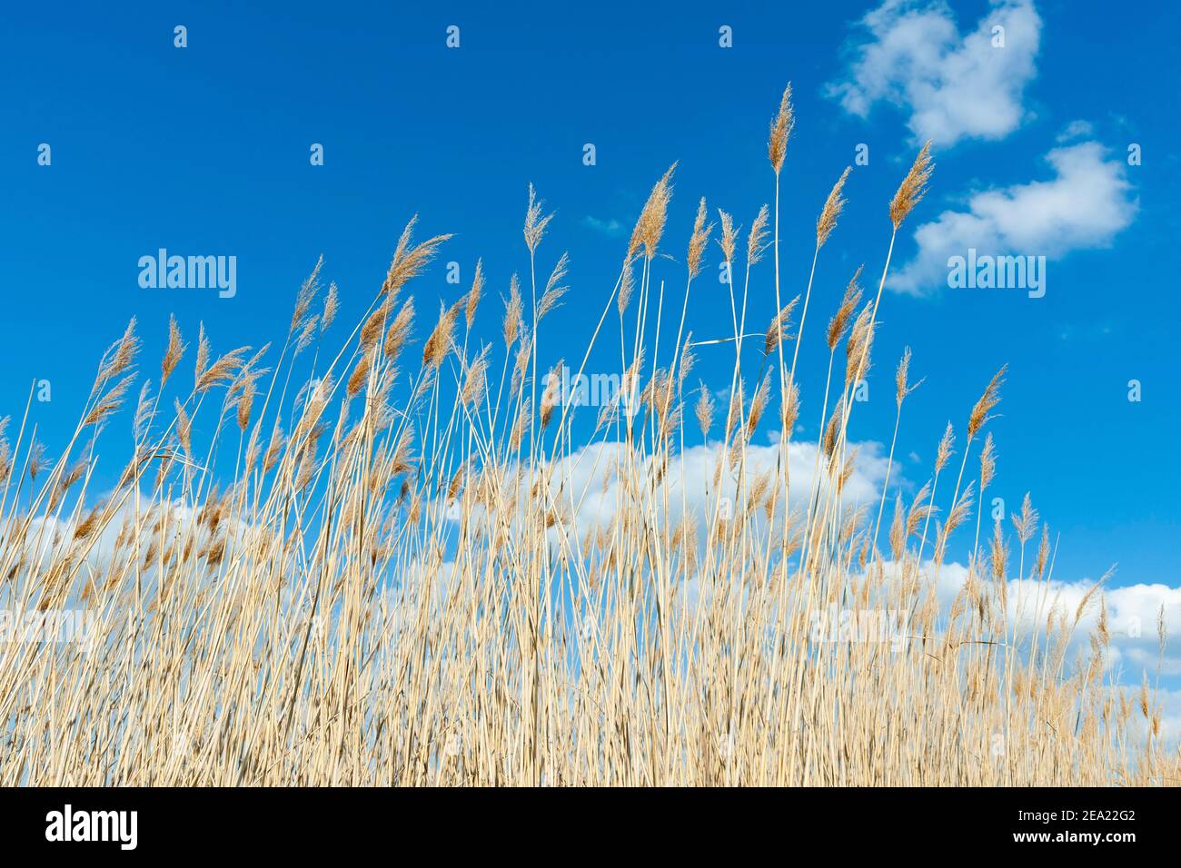 Common reed (Phragmites communis) or reed in front of blue sky with cumulus clouds, Thuringia, Germany Stock Photo