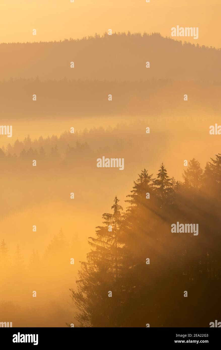 Forest and mountains with morning fog, Bavarian Forest, Bavaria, Germany Stock Photo